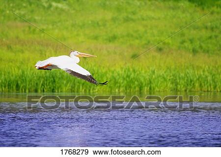 Stock Photo - A pelican over water. Fotosearch