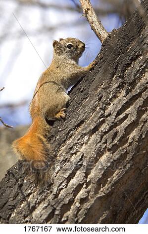 Stock Photo - A Red Squirrel. Fotosearch