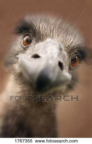 A strange look View Large Photo Image Stock Photography - A strange look. Fotosearch