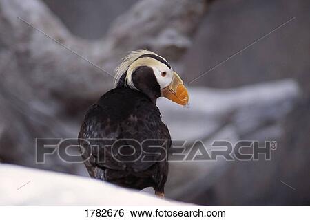 Stock Photograph - A tufted puffin sitting on rocks at the Sea Life Center. Fotosearch