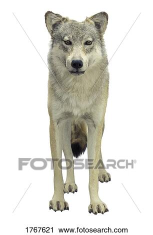 A wolf View Large Photo Image Stock Image - A wolf. Fotosearch