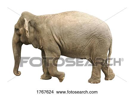 Picture - An elephant. Fotosearch