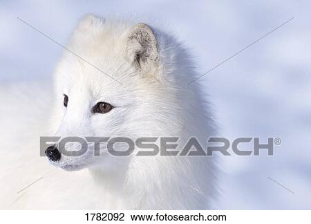 Stock Image - Arctic fox. Fotosearch