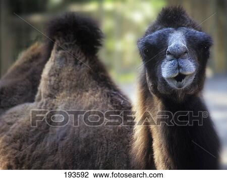 Bactrian camel View Large Photo Image Stock Image - Bactrian camel. Fotosearch