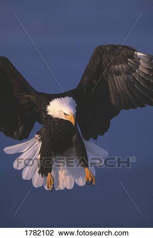 Bald eagle hovering in the air View Large Photo Image Stock Image - Bald eagle hovering in the air. Fotosearch