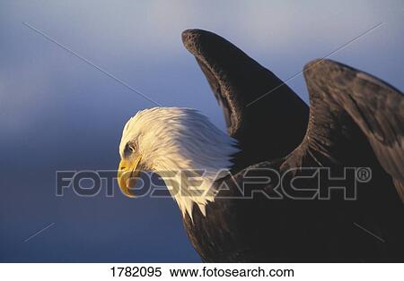Bald eagle with wings spread View Large Photo Image Stock Photography - Bald eagle with wings spread. Fotosearch