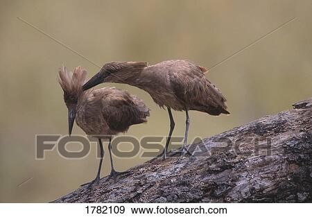 Stock Photo - Bird cleans another one. Fotosearch