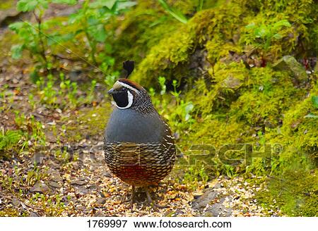 Stock Photo - Bird in forest. Fotosearch
