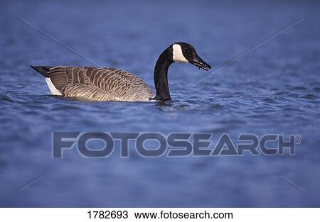 Stock Image - Canada goose feeding in pond. Fotosearch