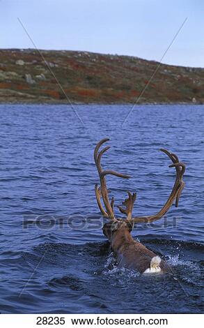 Stock Photography - Caribou swimming across lake. Fotosearch