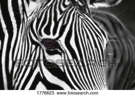 Stock Image - Close up of a Zebra. Fotosearch