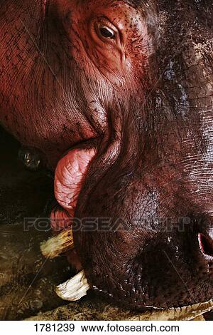Closeup of a hippo View Large Photo Image Stock Photo - Closeup of a hippo. Fotosearch