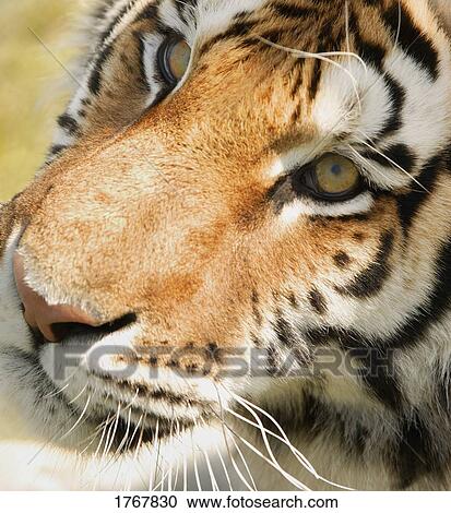 Closeup of a tiger's face View Large Photo Image Stock Image - Closeup of a tiger's face. Fotosearch