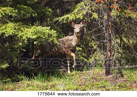 Picture - Deer in the trees. Fotosearch