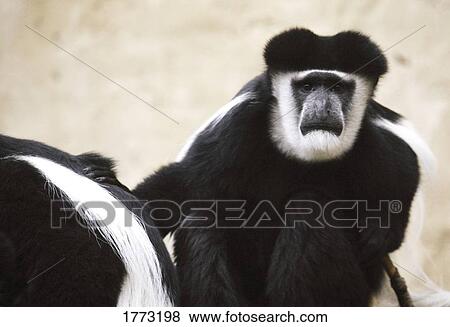 Stock Photo - Eastern Black & White Colobus Monkey. Fotosearch
