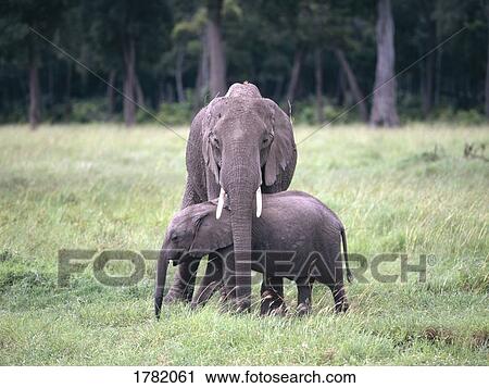 Elephants in the wild View Large Photo Image Stock Image - Elephants in the wild. Fotosearch