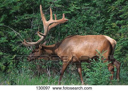 Elk in bush View Large Photo Image Stock Photo - Elk in bush. Fotosearch