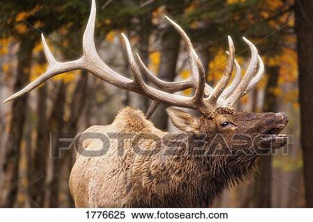 Stock Photography - Elk in the forest. Fotosearch