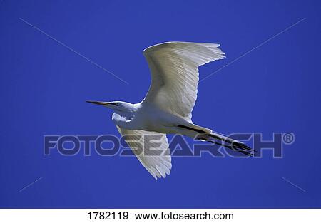 Great egret in flight View Large Photo Image Stock Photo - Great egret in flight. Fotosearch