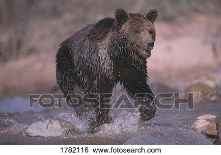 Grizzly bear running through stream View Large Photo Image Stock Photograph - Grizzly bear running through stream. Fotosearch