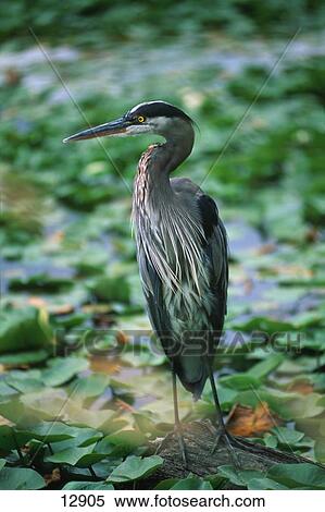 Stock Photography - Heron standing at edge of leaf-covered pond. Fotosearch