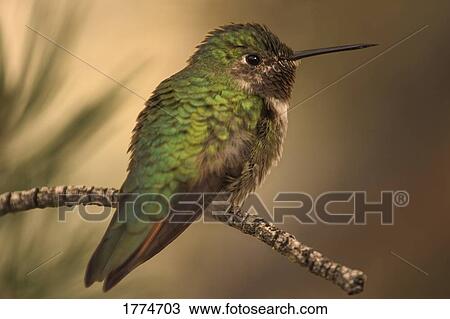 Humming bird on branch View Large Photo Image Stock Image - Humming bird on branch. Fotosearch