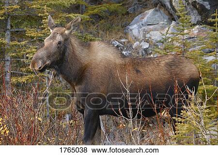 Stock Photo - In a game park. Fotosearch