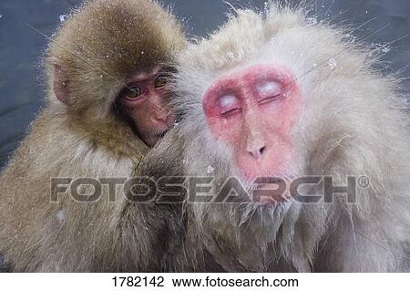 Stock Image - Japanese macaques, Nagano, Japan. Fotosearch