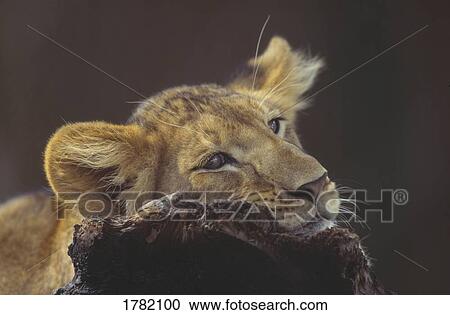 Stock Image - Lion cub resting head on a log. Fotosearch