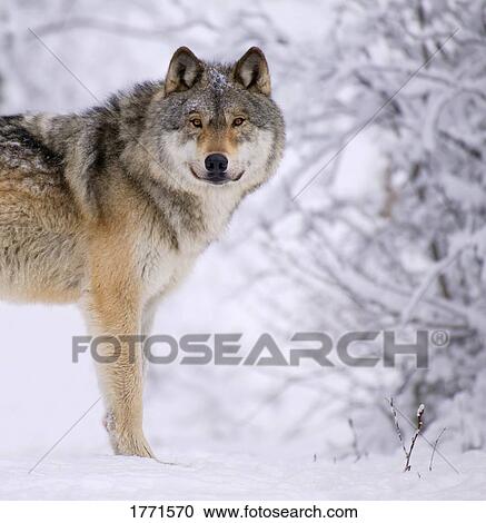 Stock Image - Lone wolf. Fotosearch