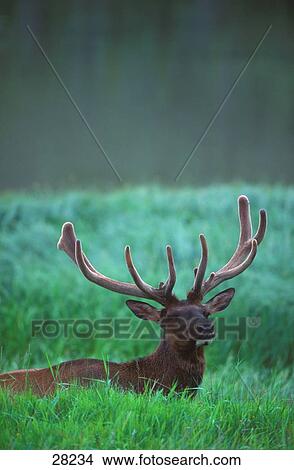 Picture - Male elk with felt on antlers. Fotosearch