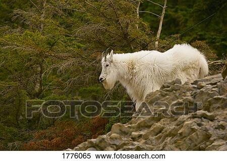 Stock Photography - Mountain goat. Fotosearch