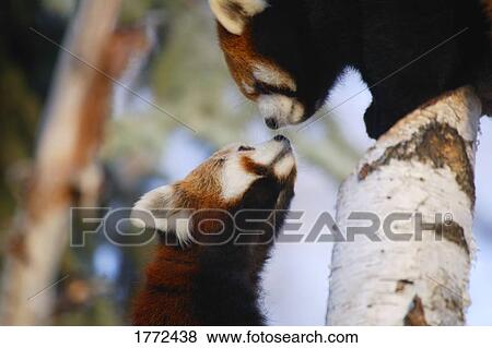 Stock Photo - Pair of red pandas. Fotosearch