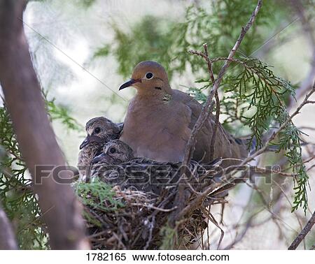 Stock Photography - Pigeon mother with babies in nest . Fotosearch