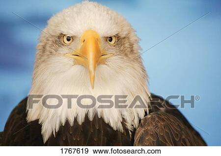 Portrait of a bald eagle View Large Photo Image Stock Photo - Portrait of a bald eagle. Fotosearch
