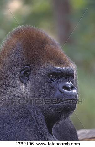 Stock Photograph - Portrait of a gorilla. Fotosearch