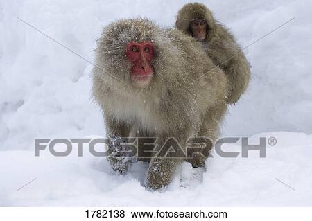 Portrait of snow monkey with baby View Large Photo Image Stock Photo - Portrait of snow monkey with baby. Fotosearch