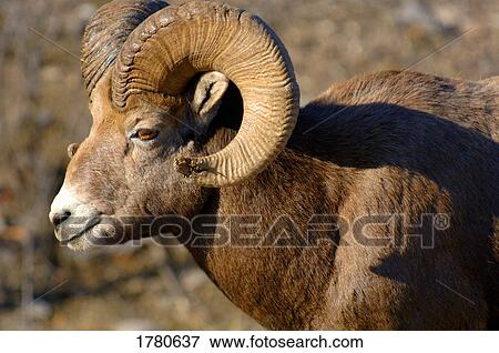 Stock Photo - Profile of a big horn sheep. Fotosearch