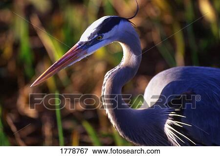 Stock Photo - Profile of a Great Blue Heron. Fotosearch