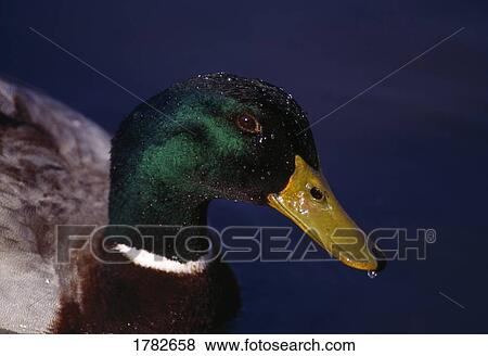 Stock Photo - Profile of a mallard duck. Fotosearch