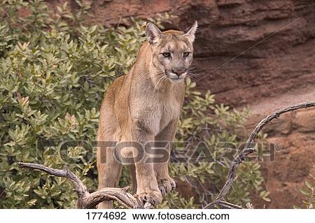 Puma View Large Photo Image Stock Image - Puma. Fotosearch