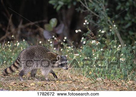 Stock Image - Raccoon out for a walk. Fotosearch