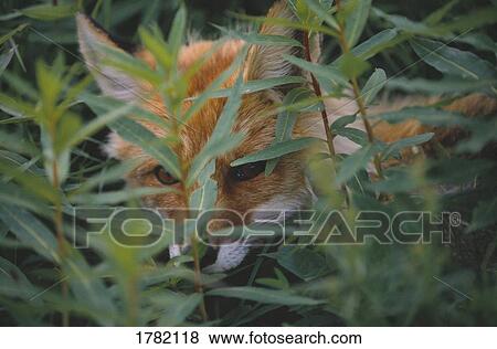 Stock Photo - Red fox hiding in foliage. Fotosearch
