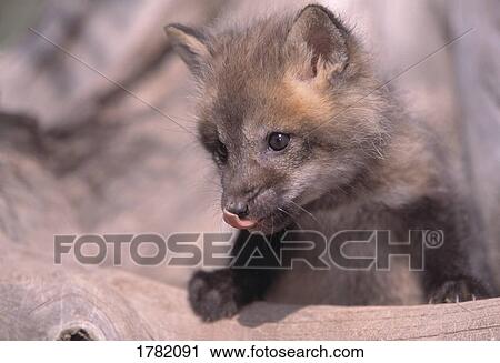 Stock Image - Red fox pup peeking out of den. Fotosearch