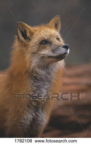 Stock Photo - Red fox sniffing air. Fotosearch