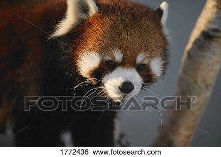 Red panda View Large Photo Image Stock Photograph - Red panda. Fotosearch