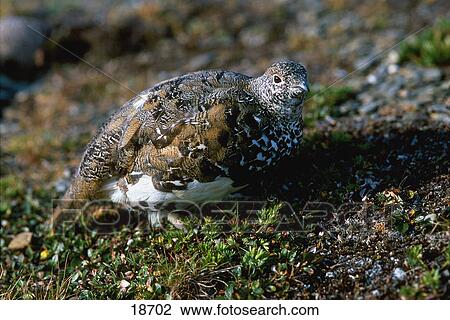 Stock Image - Rock ptarmigan. Fotosearch