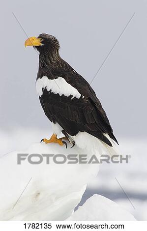 Stock Photography - Steller sea eagle standing on snow. Fotosearch