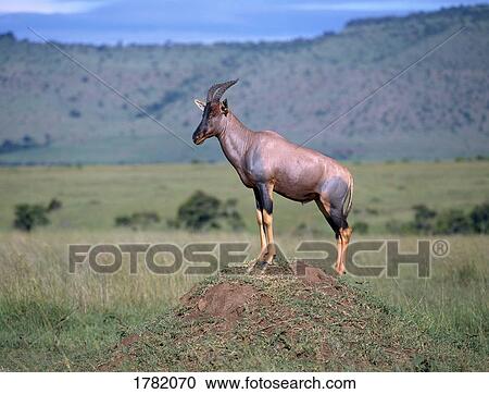Stock Image - Topi standing on mound. Fotosearch