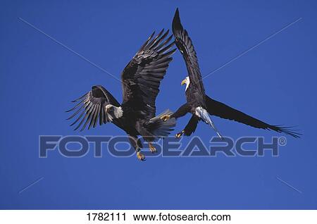 Stock Image - Two bald eagles in the sky. Fotosearch